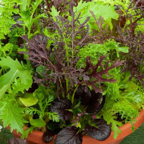 Potagères - Mesclun Asiatique pour Jeunes Pousses - BIO - face recto